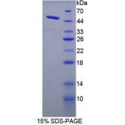 SDS-PAGE analysis of Mannose Phosphate Isomerase Protein.