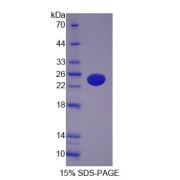 SDS-PAGE analysis of AFF1 Protein.