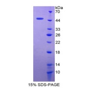 SDS-PAGE analysis of Claudin 1 Protein.