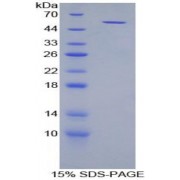 SDS-PAGE analysis of TGF beta Inducible Early Response Gene 1 Protein.