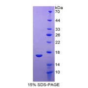 SDS-PAGE analysis of IL13 Protein.