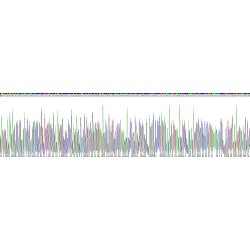 Human Keratin 13 (KRT13) Protein