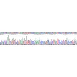 Human POU Domain, Class 2, Transcription Factor 1 / OCT1 (POU2F1) Protein