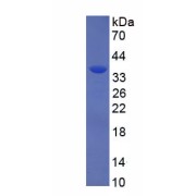 SDS-PAGE analysis of recombinant Human OCT1/POU2F1 Protein.