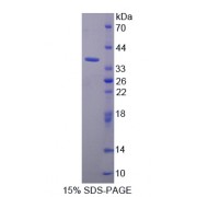 SDS-PAGE analysis of Torsin 1A Protein.