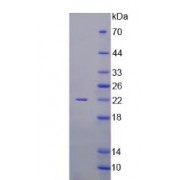 SDS-PAGE analysis of recombinant Human Activin A Protein.