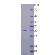 SDS-PAGE analysis of recombinant Human Activin A Protein.