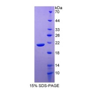 abx167045