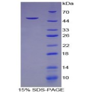 SDS-PAGE analysis of Prostaglandin E Receptor 3 Protein.