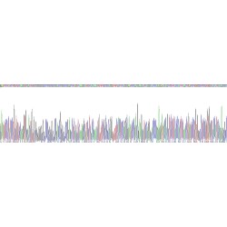 Human Fibroblast Growth Factor 11 (FGF11) Protein