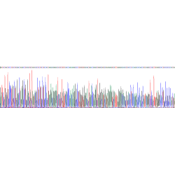 Human Endonuclease G, Mitochondrial (ENDOG) Protein