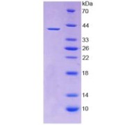 SDS-PAGE analysis of WNT2 Protein.