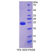 abx167089