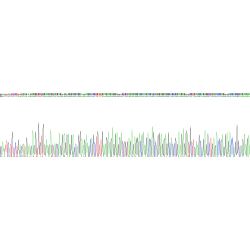 Human Cardiac Troponin T2 (TNNT2) Protein
