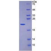 abx167126