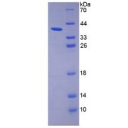 SDS-PAGE analysis of Trophoblast GlycoProtein.