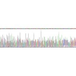 Human Ras Related C3 Botulinum Toxin Substrate 1 (RAC1) Protein