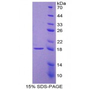 SDS-PAGE analysis of IL9 Protein.