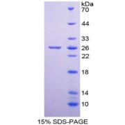 SDS-PAGE analysis of ILF3 Protein.