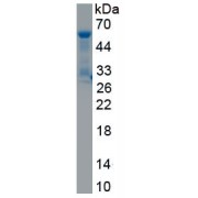abx167147
