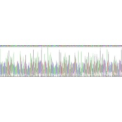 Human Calnexin (CANX) Protein