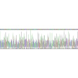 Human Calnexin (CANX) Protein