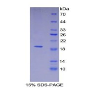 abx167157