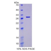 SDS-PAGE analysis of Caspase 8 Protein.