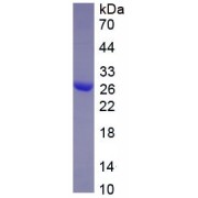 SDS-PAGE analysis of recombinant Human SLC2A1 Protein.