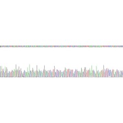 Mouse Serine Protease Inhibitor A3N (SERPINA3N) Protein