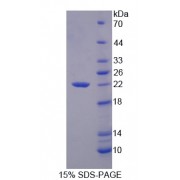SDS-PAGE analysis of Glucagon Protein.