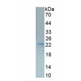 Mouse Glucagon (GCG) Protein