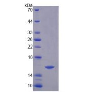 SDS-PAGE analysis of Prokineticin 2 Protein.