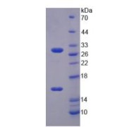 SDS-PAGE analysis of recombinant Mouse NAD-Dependent Protein Deacetylase Sirtuin-3, Mitochondrial (SIRT3) Protein.