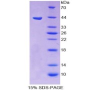 SDS-PAGE analysis of recombinant Mouse Hypocretin Neuropeptide Precursor Protein.
