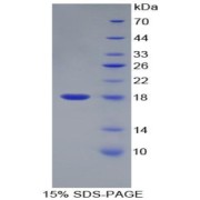 SDS-PAGE analysis of recombinant Mouse Vascular Endothelial Growth Factor 121 Protein.