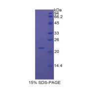 abx167258