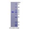 Mouse Epiphycan (EPYC) Protein