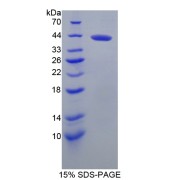abx167300