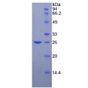 SDS-PAGE analysis of Fibulin 2 Protein.