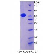 SDS-PAGE analysis of recombinant Mouse Complement C4 Protein.