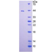abx167321
