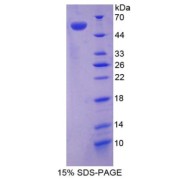 SDS-PAGE analysis of Syndecan 1 Protein.