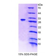 SDS-PAGE analysis of recombinant Mouse Polyamine Oxidase Protein.