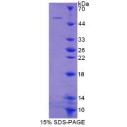 abx167347
