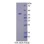 SDS-PAGE analysis of Paraoxonase 2 Protein.