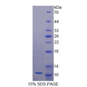 SDS-PAGE analysis of Neuregulin 4 Protein.