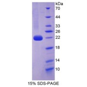abx167384
