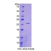 abx167394