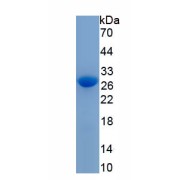 SDS-PAGE analysis of recombinant Mouse Gelsolin (GS) Protein.